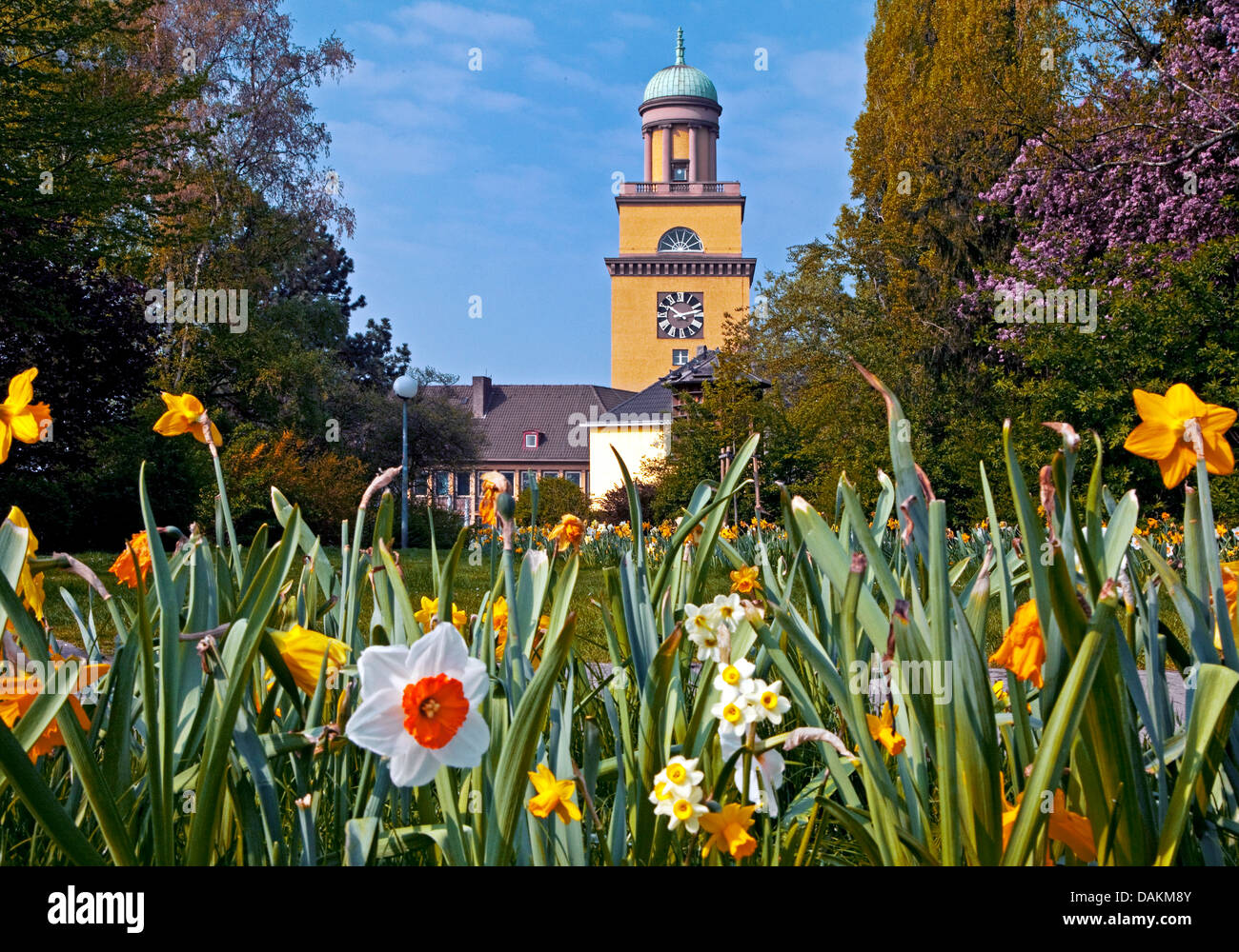 blühenden Narzissen im Luther-Park, Rathausturm im Hintergrund, Witten, Ruhrgebiet, Nordrhein-Westfalen, Deutschland Stockfoto