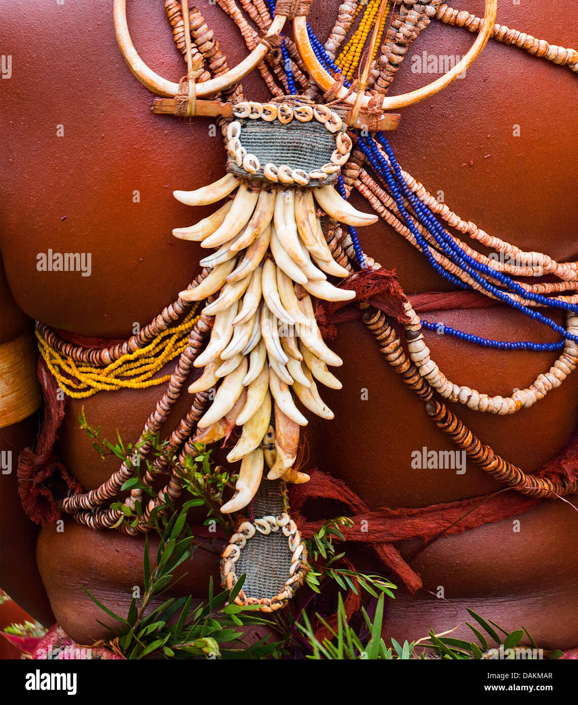 Die Rückseite einer Frau trägt die Zähne und Stoßzähne von Tieren, Goroka Show, Papua-Neu-Guinea Stockfoto