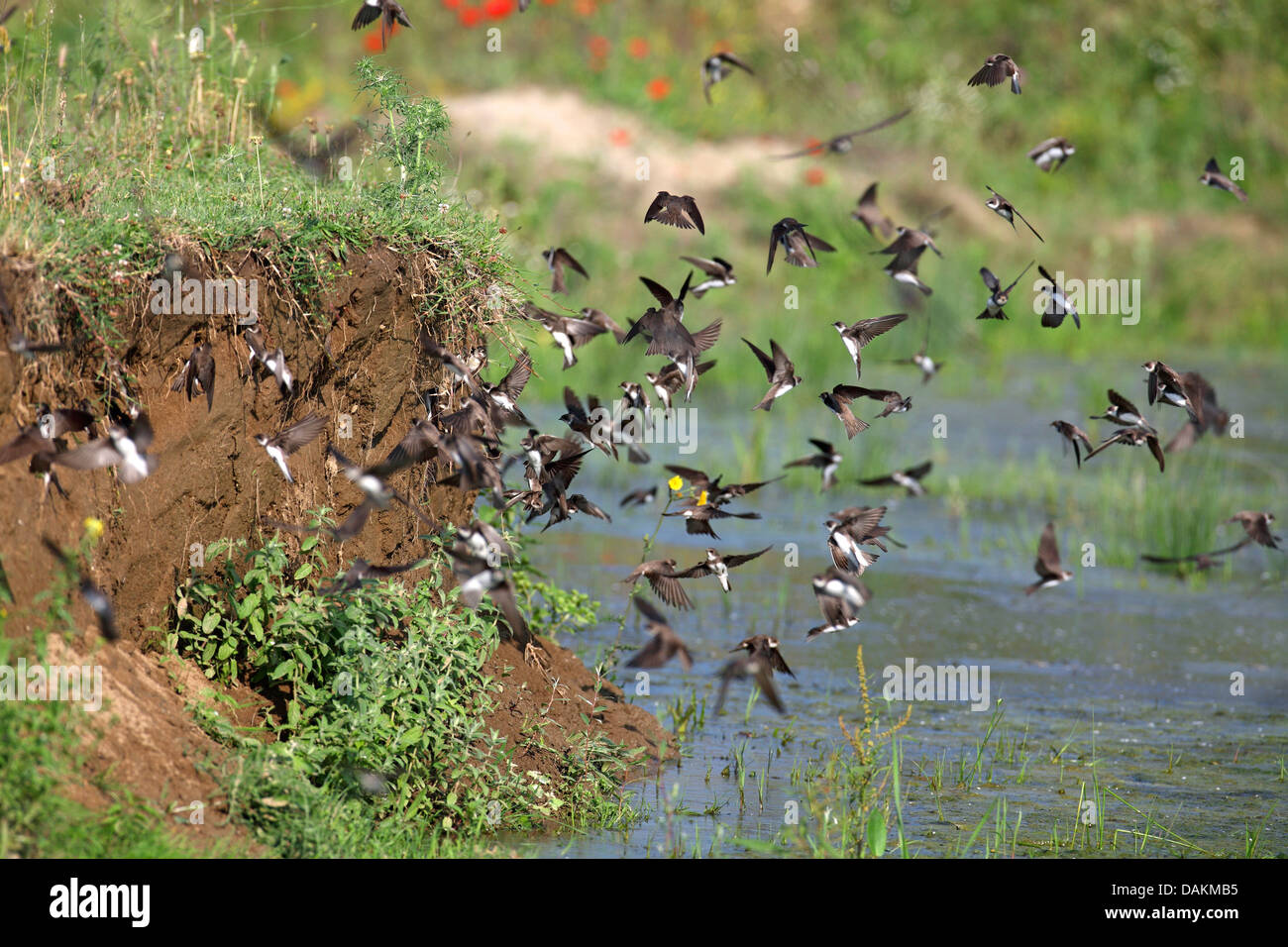 Uferschwalbe (Riparia Riparia), Schwalben fliegen vor der Zucht Burrows, Griechenland, Mazedonien, See Kerkini Stockfoto