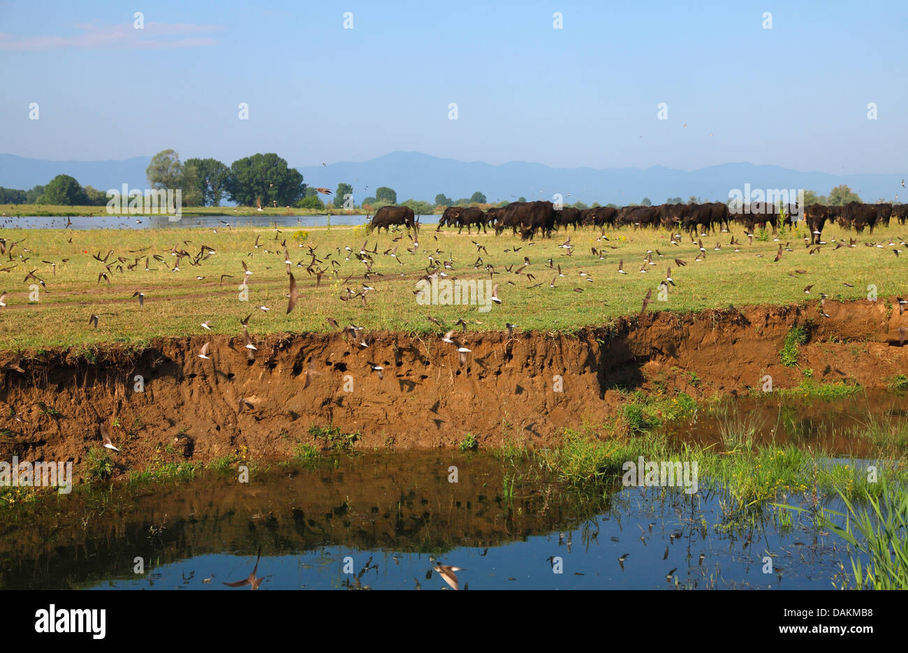 Uferschwalbe (Riparia Riparia), Schwalben fliegen vor der Zucht Burrows, Griechenland, Mazedonien, See Kerkini Stockfoto