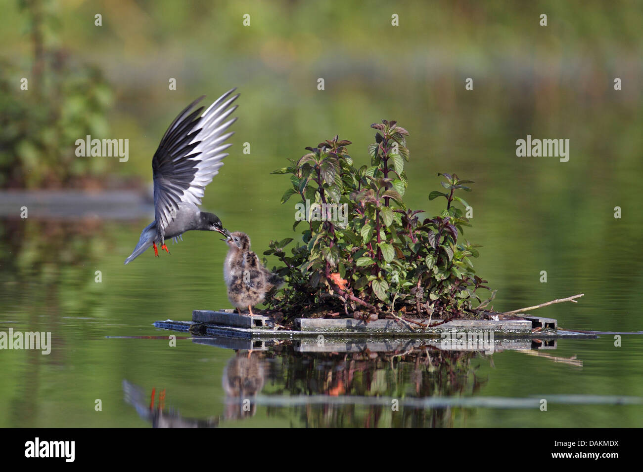 schwarzen Seeschwalbe (Chlidonias Niger), speist Tern Küken auf dem Zucht-Schwimmer, Niederlande, Gelderland Stockfoto