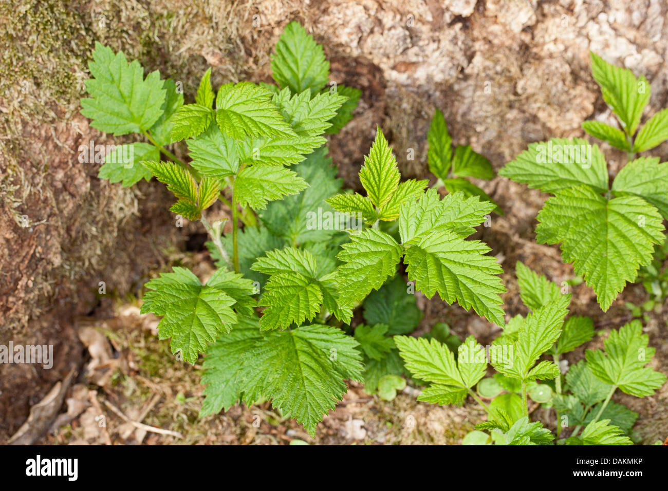 Europäische Rote Himbeere (Rubus Idaeus), junge Blätter vor der Blüte, Deutschland Stockfoto