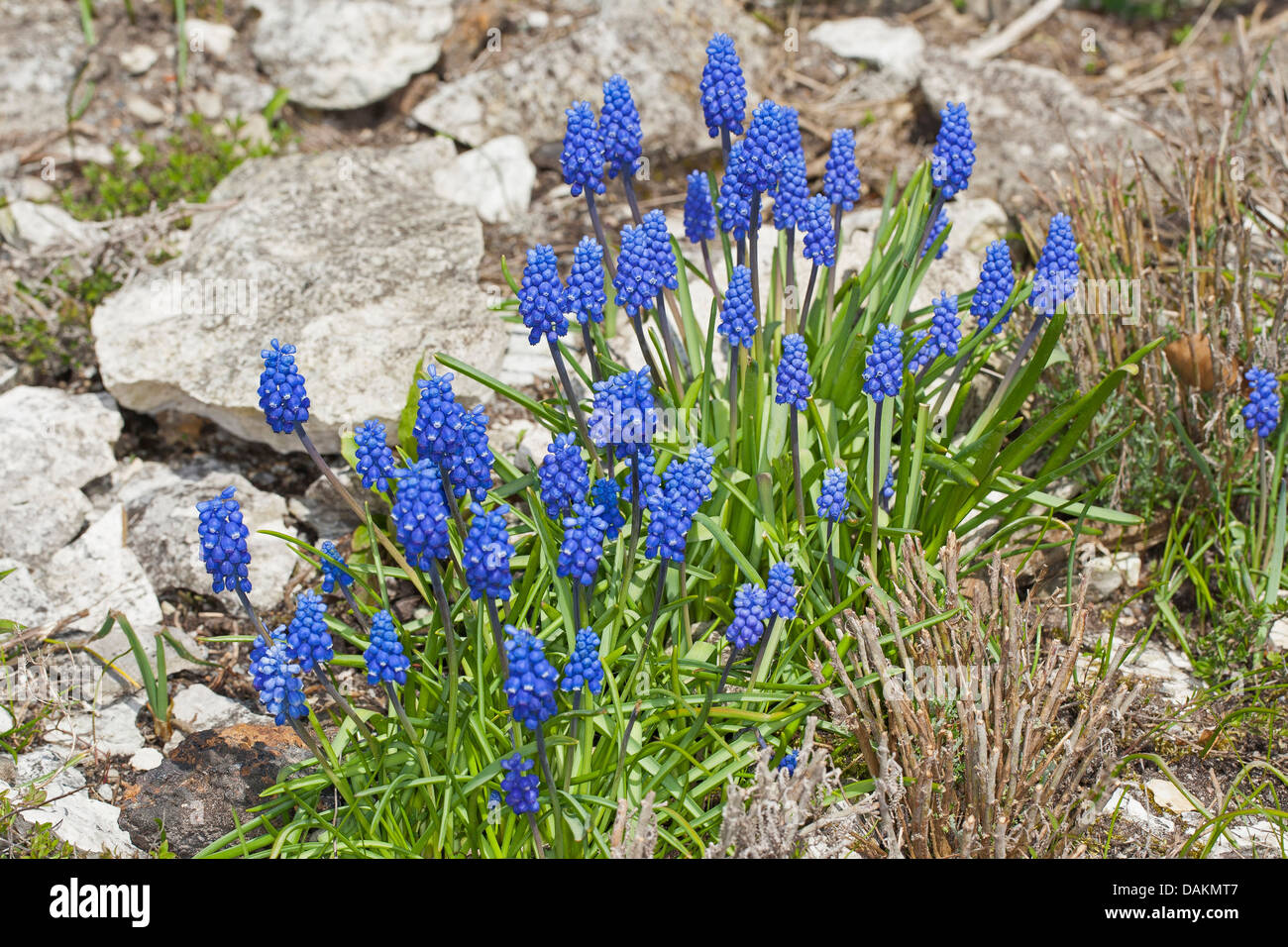 kleine Trauben Hyazinthe, gemeinsame Grape Hyacinth (Muscari Botryoides), blühen, Deutschland Stockfoto