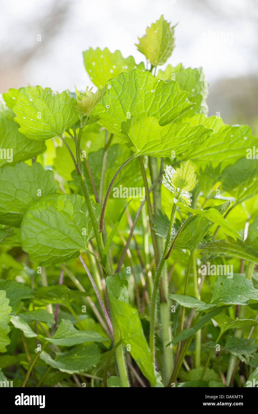 Knoblauch, Senf, Hedge Knoblauch, Jack-von-der-Hecke (Alliaria Petiolata), junge Blätter, Deutschland Stockfoto