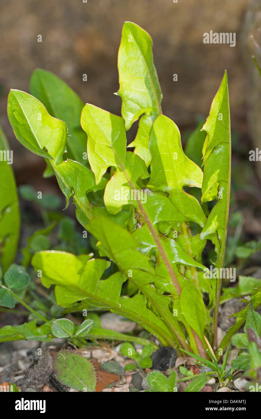 gemeinsamen Löwenzahn (Taraxacum Officinale), frische junge Blätter, Deutschland Stockfoto