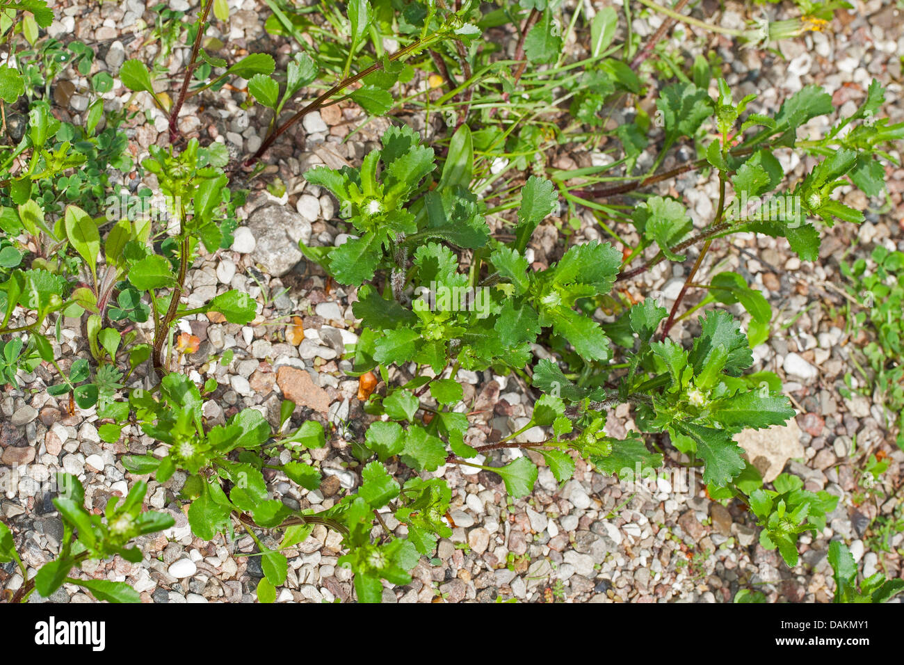 Oxeye Daisy, Ochsen-Auge Daisy, weiß-Weed, White Daisy Hund Gänseblümchen, Margerite (Chrysanthemum Leucanthemum, Leucanthemum Vulgare), Deutschland Stockfoto