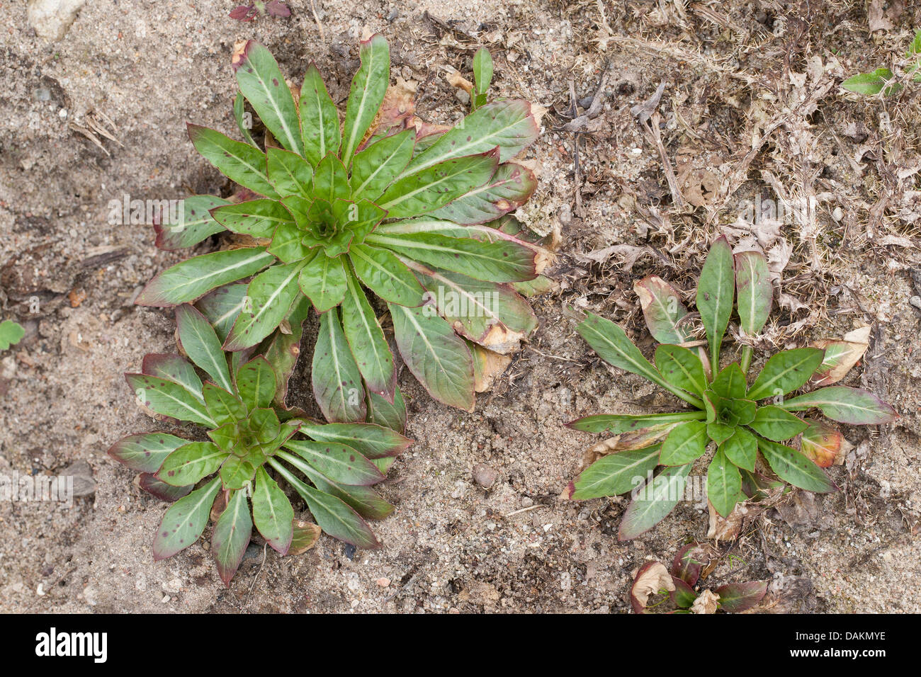 gemeinsamen Nachtkerze (Oenothera Biennis), Blattrosetten, Deutschland Stockfoto