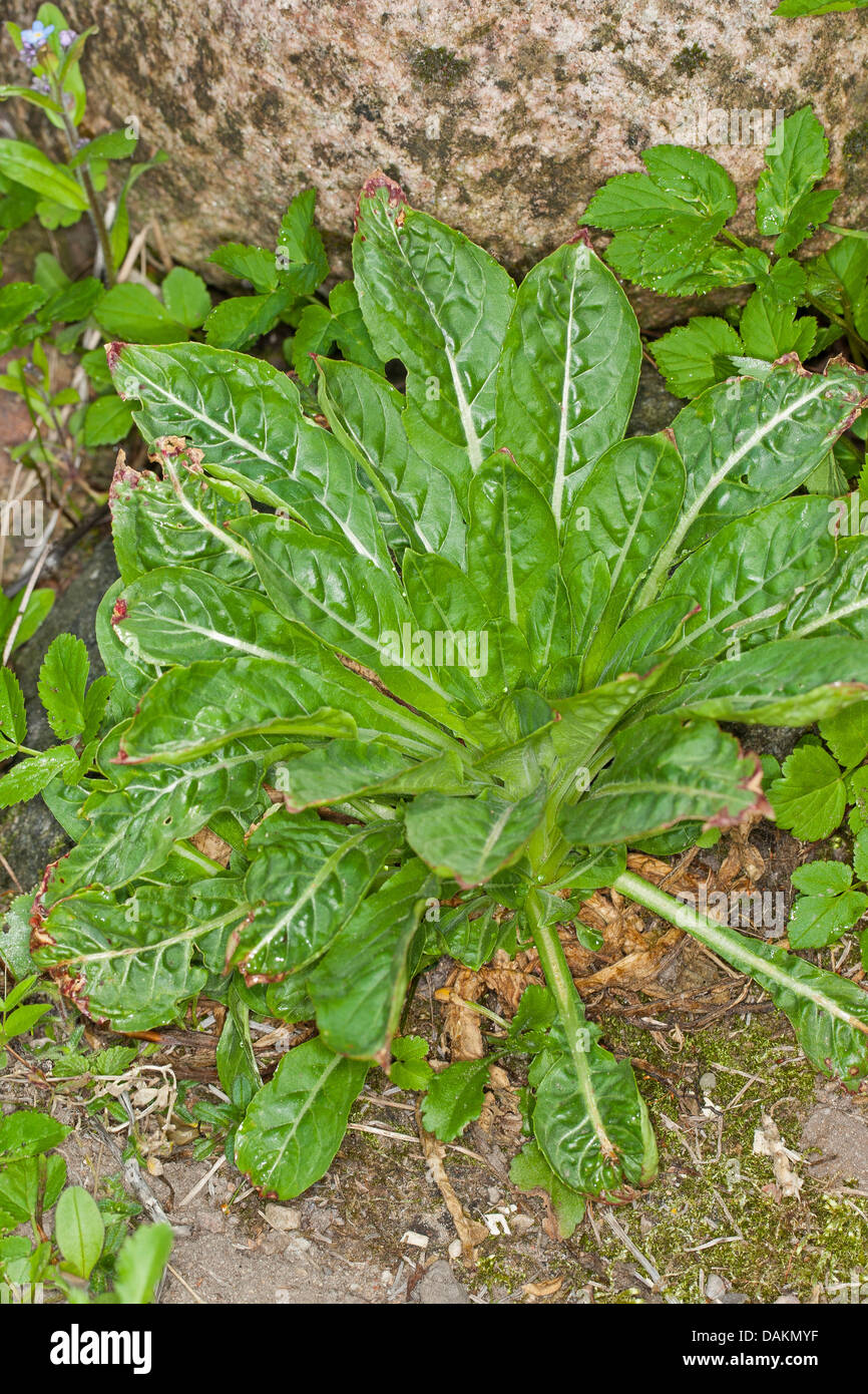 gemeinsamen Nachtkerze (Oenothera Biennis), Grundrosette, Deutschland Stockfoto