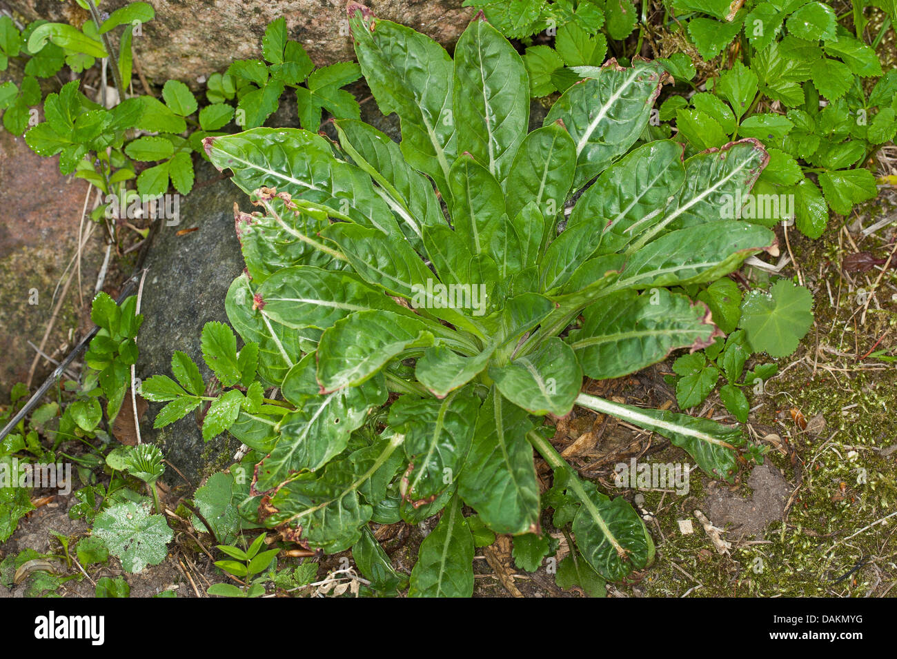 gemeinsamen Nachtkerze (Oenothera Biennis), Grundrosette, Deutschland Stockfoto