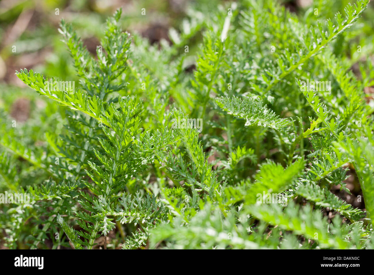 Schafgarbe, gemeinsame Schafgarbe (Achillea Millefolium), junge Blätter, Deutschland Stockfoto