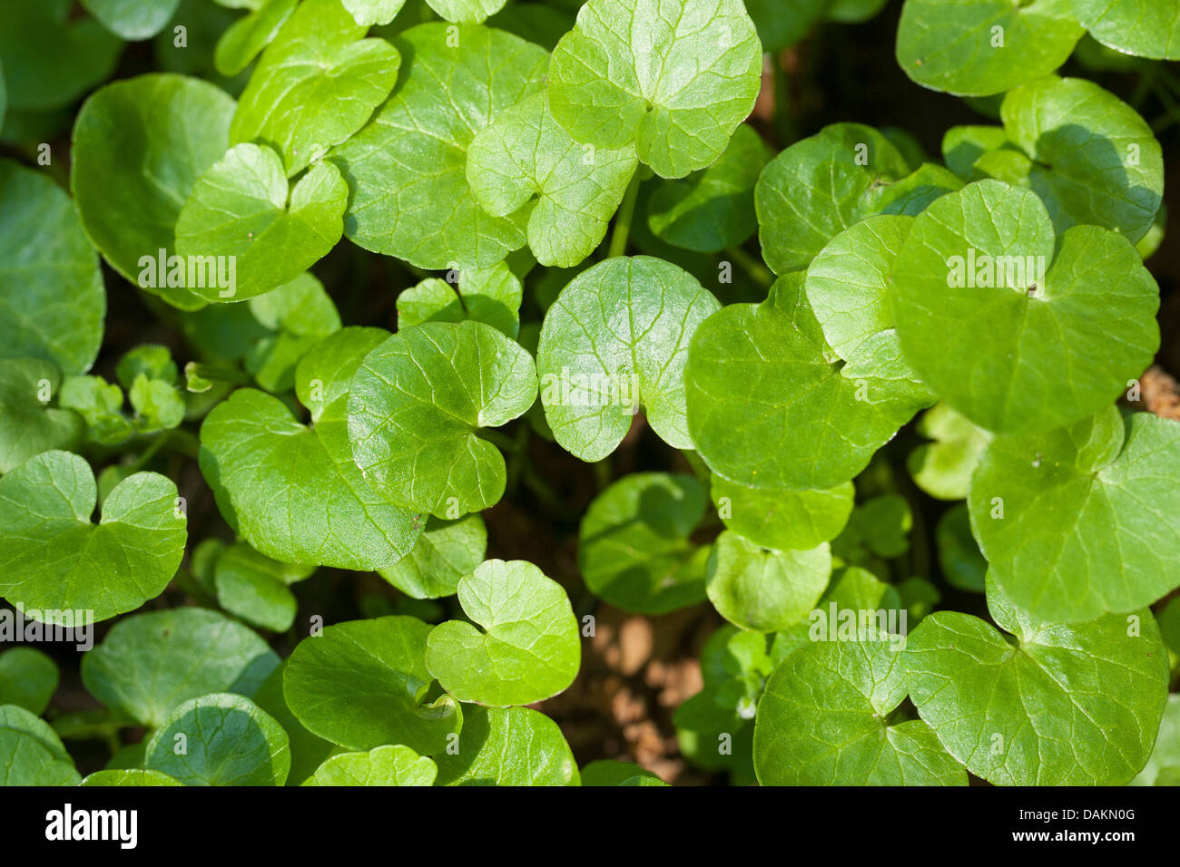 kleinen Schöllkraut, Fig-Wurzel Butter-Cup (Ranunculus Ficaria, Ficaria Verna), junge frische Blätter, Deutschland Stockfoto