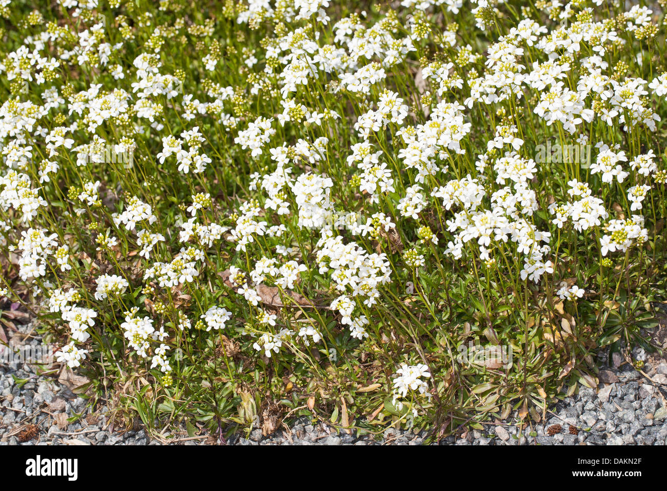 Rock Kresse, RockKresse, laufen Gänsekresse (Arabis Procurrens, Arabis
