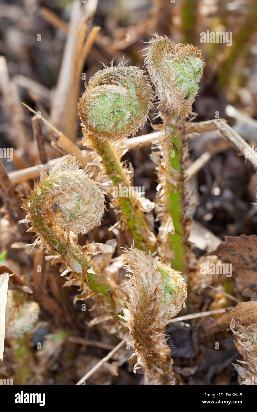 Wurmfarn (Dryopteris Filix-Mas), junge Blätter, Deutschland Stockfoto