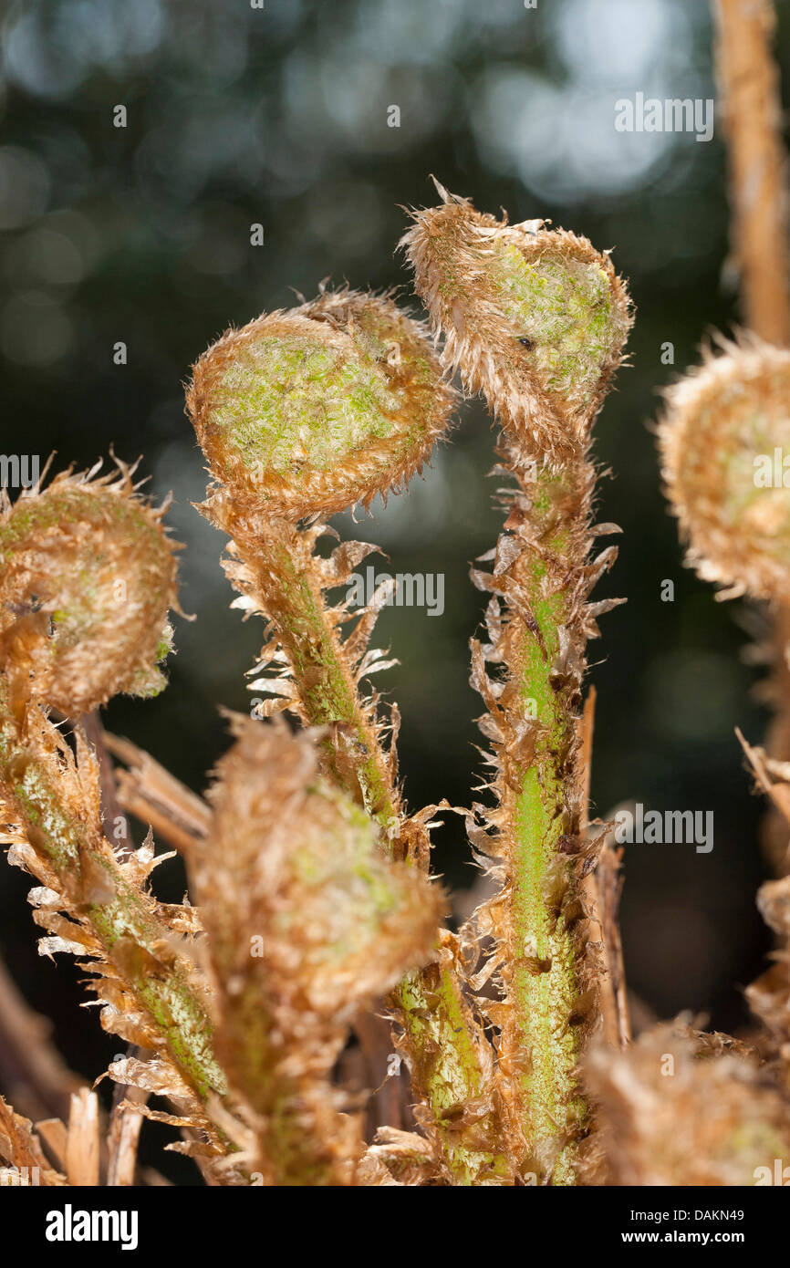 Wurmfarn (Dryopteris Filix-Mas), junge Blätter, Deutschland Stockfoto