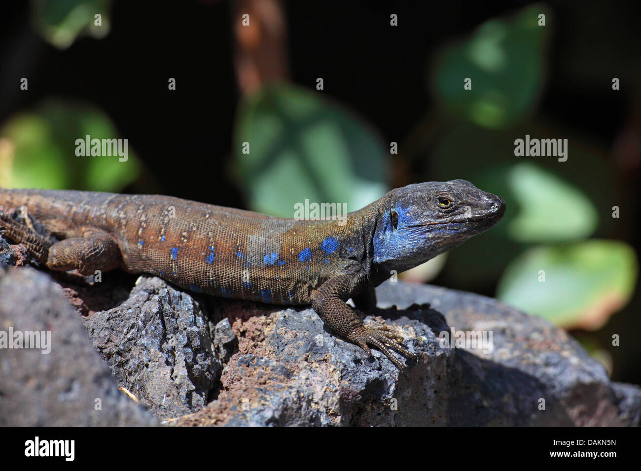 Kanaren Eidechse (Gallotia Galloti Galloti), männliche liegend auf einem Stein in der Sonne, Kanarische Inseln, La Palma, Puerto de Naos Stockfoto