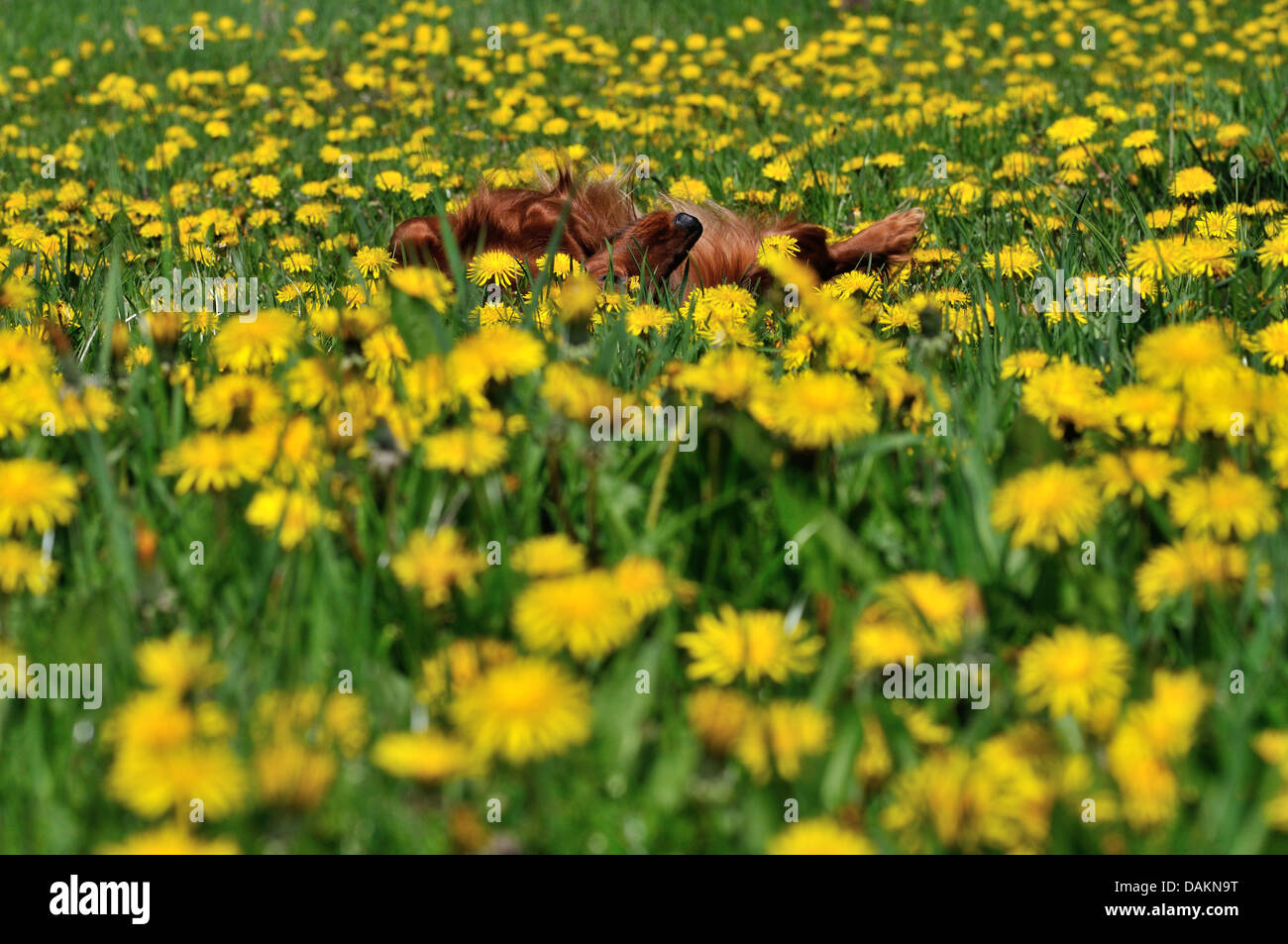 Langhaar Dackel Langhaar Dackel, Haushund (Canis Lupus F. Familiaris), Hündin liegen in Rückenlage auf einer blühenden Löwenzahn Wiese zum chillen, Deutschland Stockfoto