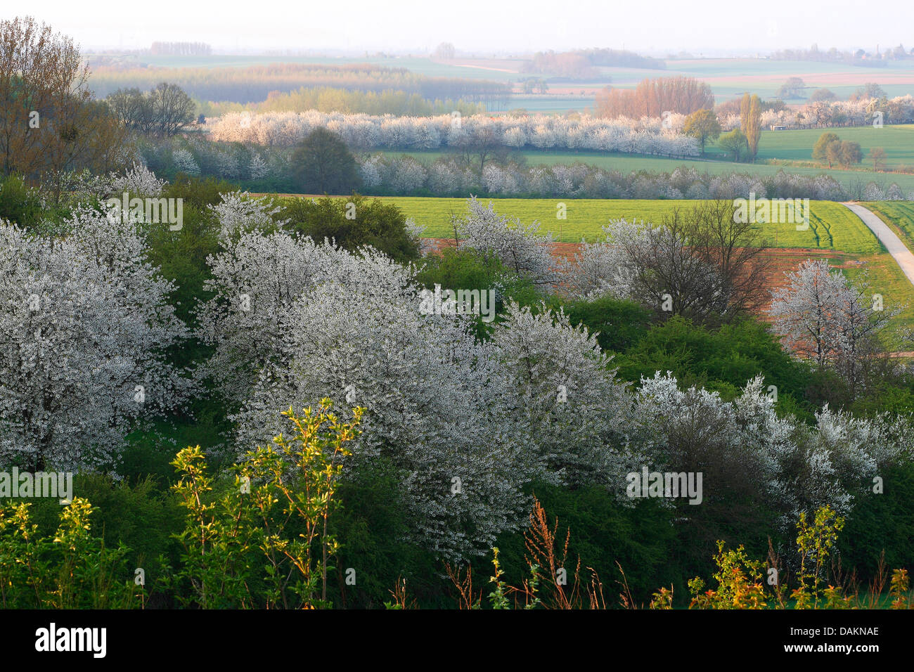 Apfelbaum (Malus Domestica), blühende Obstbäume in Feld und Wiese Landschaft, Belgien, Limburg Stockfoto