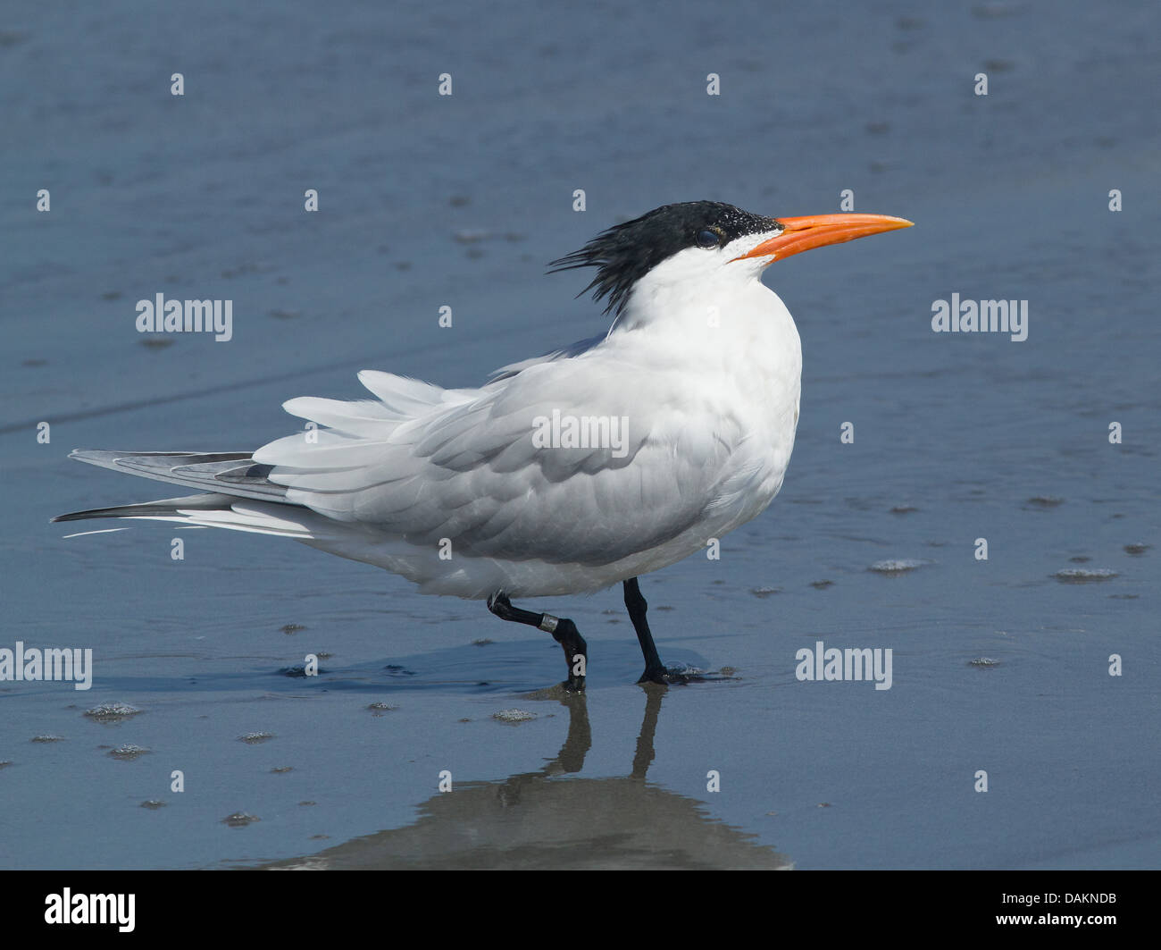 Nahaufnahme von einem gebänderten Royal Tern (Thalasseus Maximus) an der Pazifikküste, Peru Stockfoto