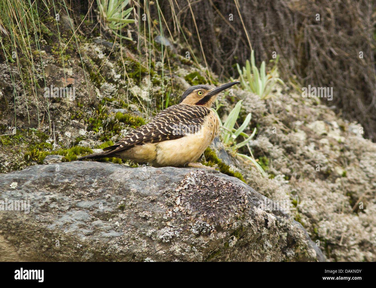 Portrait der Anden Flimmern, Bird (Colaptes rapicola) auf einem Felsen in der hohen Anden, Peru sitzen Stockfoto