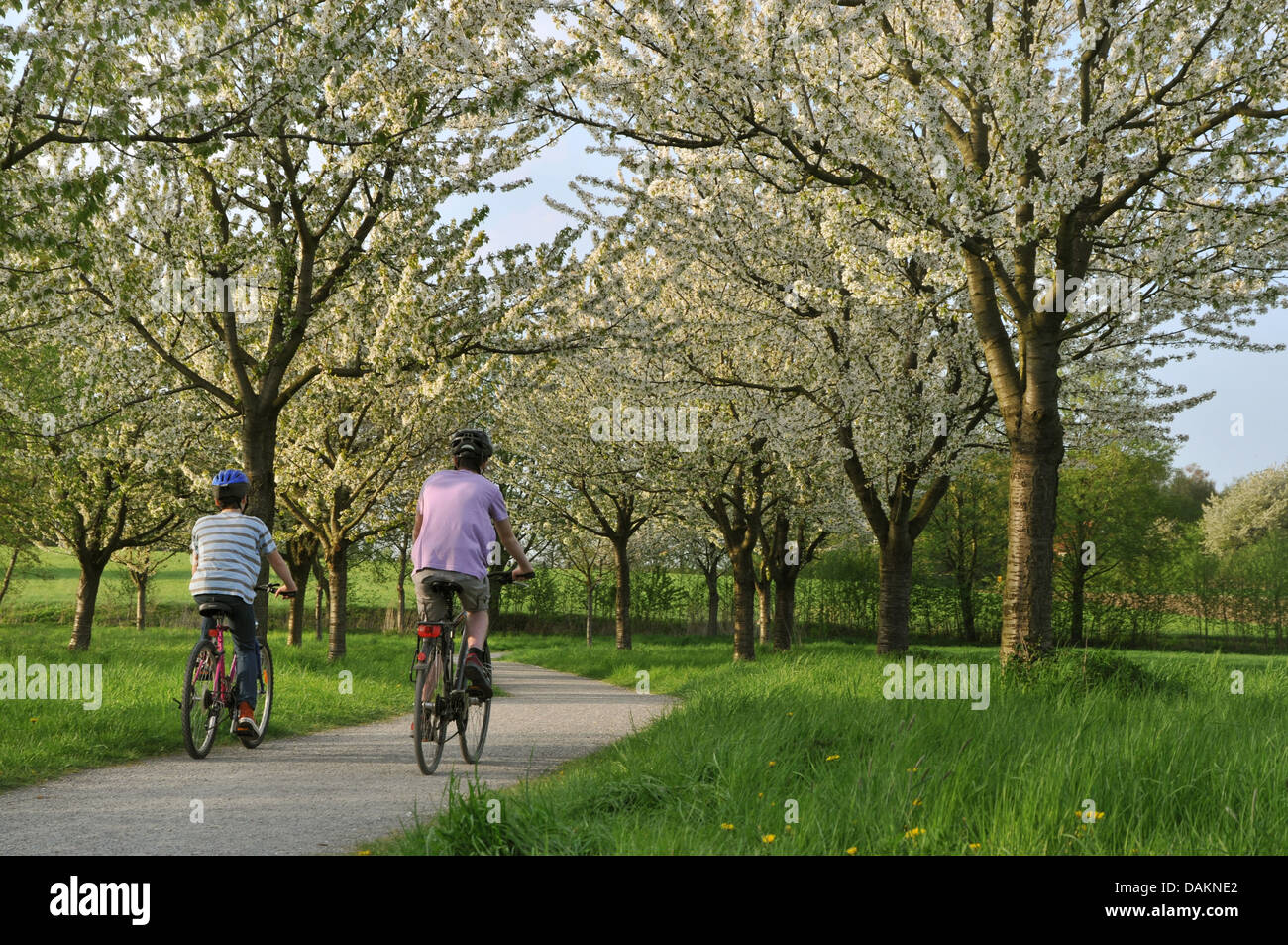 zwei Radfahrer zwischen blühenden Kirschbäumen, Castrop-Rauxel, Ruhrgebiet, Nordrhein-Westfalen, Deutschland Stockfoto