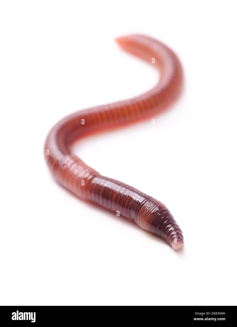 Einzigen Regenwurm isoliert auf weiss Stockfoto