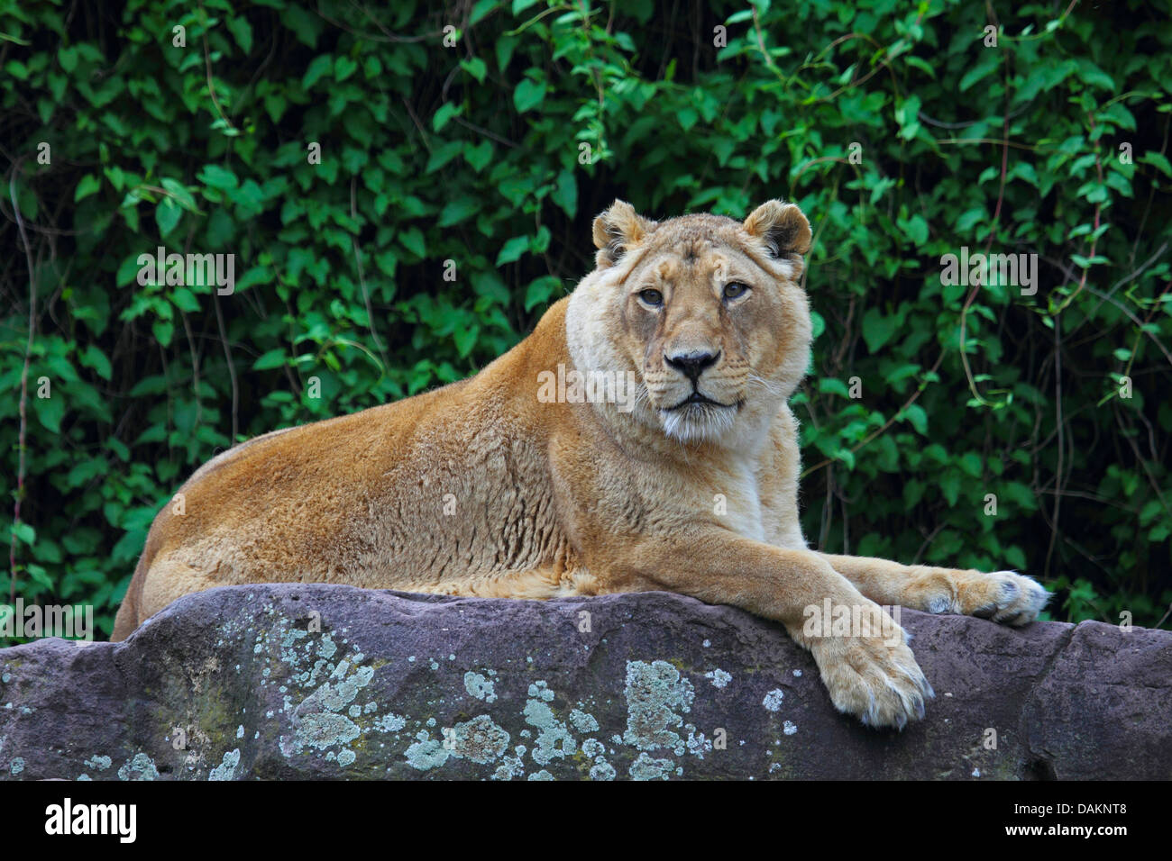Asiatische Löwe (Panthera Leo Persica), auf einem Felsen liegend Stockfoto