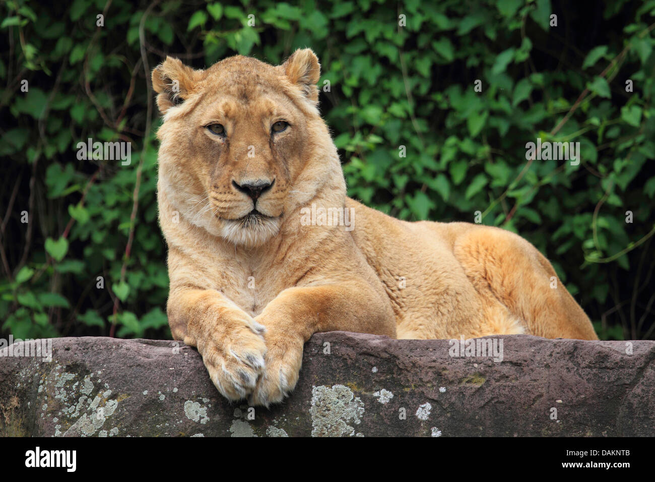 Asiatische Löwe (Panthera Leo Persica), auf einem Felsen liegend Stockfoto