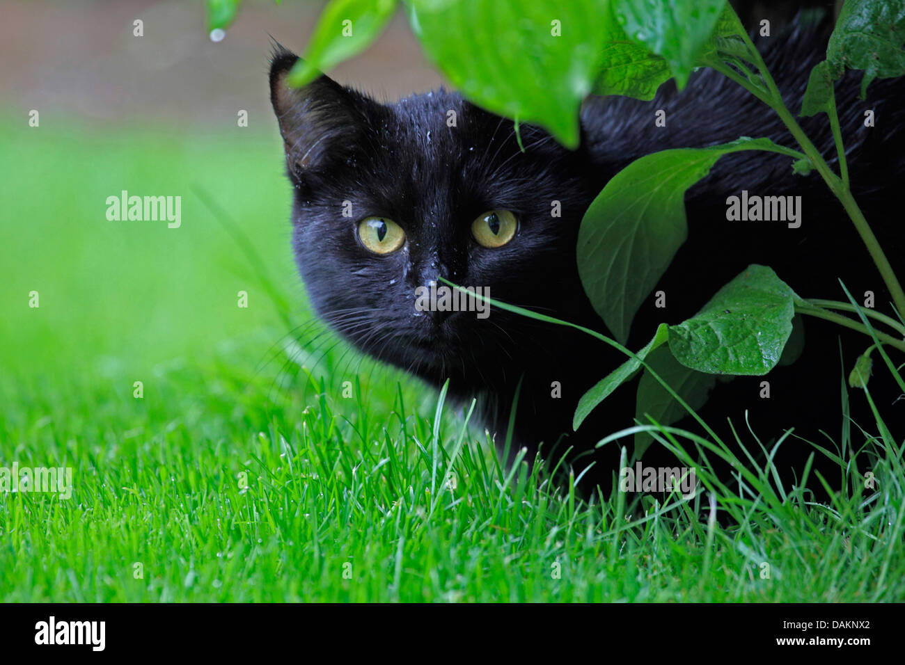 Hauskatze, Haus Katze (Felis Silvestris F. Catus), schwarze Katze im Garten, Deutschland Stockfoto