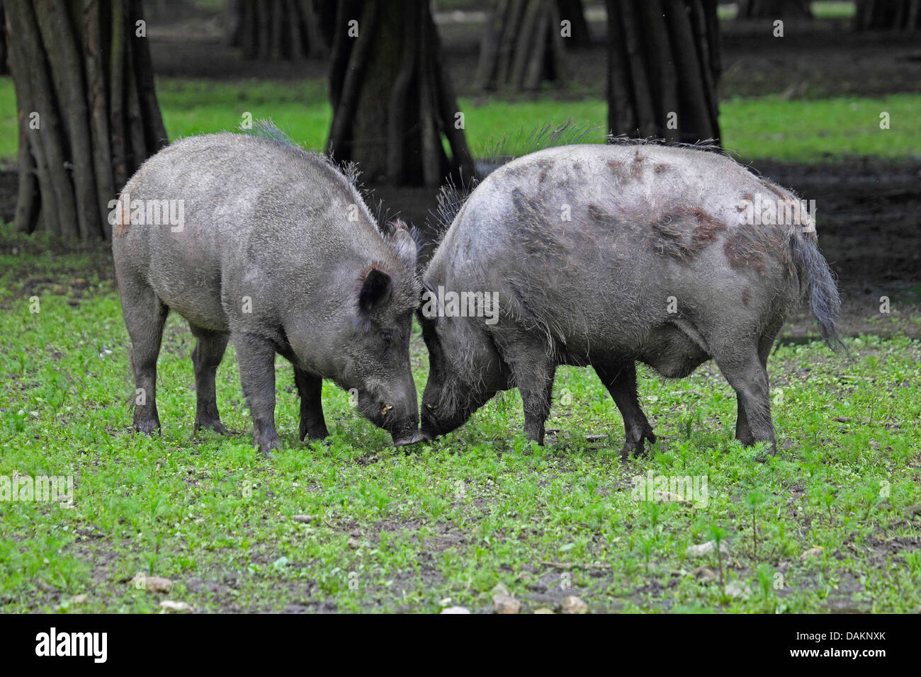 Wildschwein, Schwein, Wildschwein (Sus Scrofa), zwei Wildschweine kämpfen, Deutschland Stockfoto