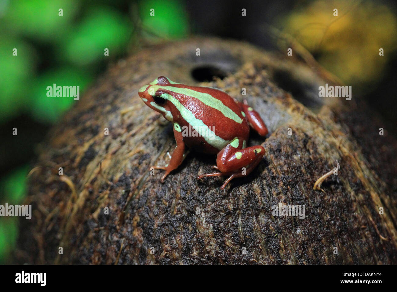 Phantasmal poison Frog (Epipedobates Tricolor), auf moosigen Stein Stockfoto