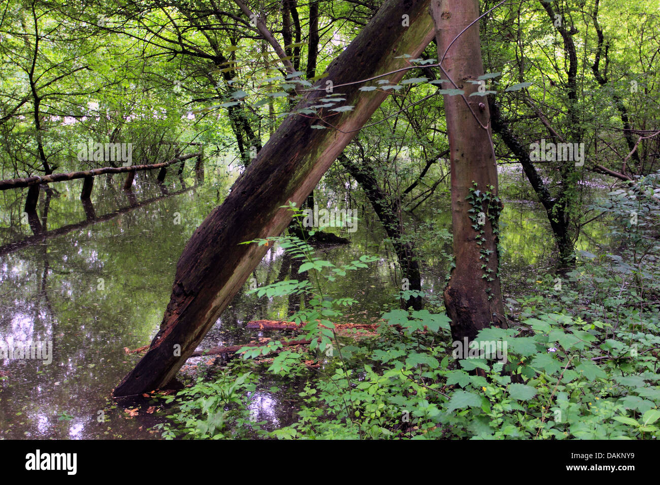 Auenwaldes im Sommer, überflutet, Deutschland Stockfoto