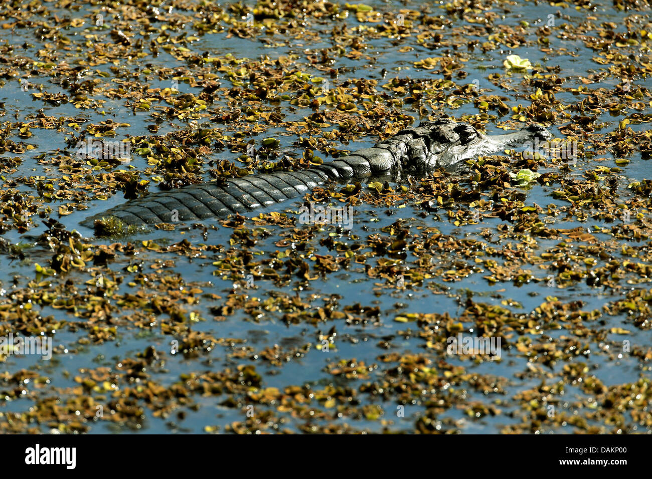 Paraguay Kaiman (Caiman Yacare, Caiman Crocodilus Yacare), liegen im Wasser, Brasilien, Mato Grosso Do Sul Stockfoto
