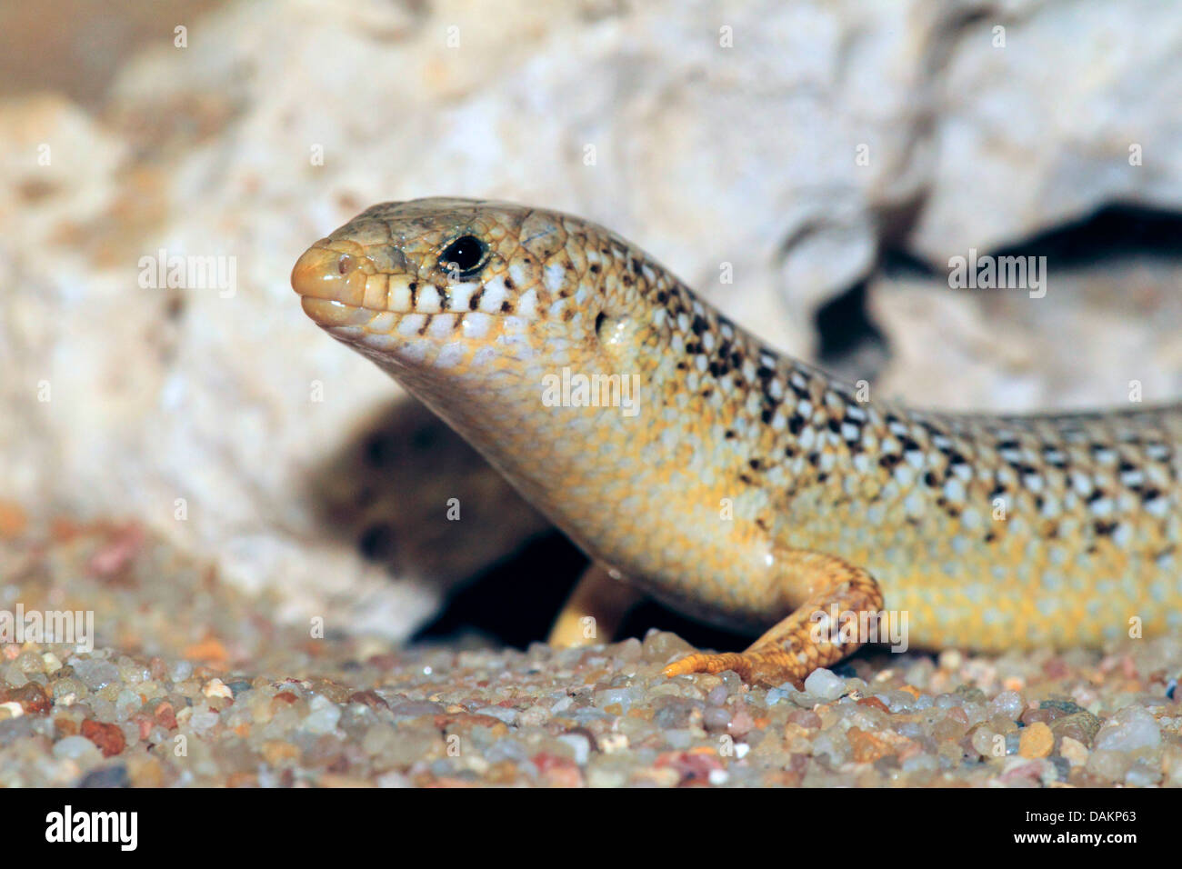 ocellated Skink (Chalcides Ocellatus), halblängen portrait Stockfoto