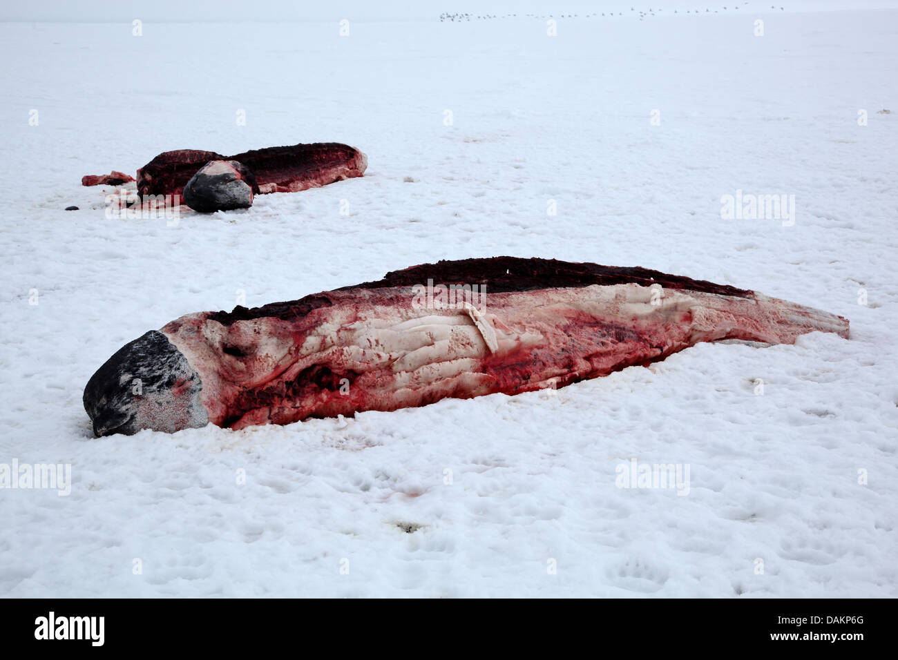 Narwal, Einhorn Wal (Monodon Monoceros), zwei NAR-gejagt von Inuit, Kanada, Nunavut Stockfoto