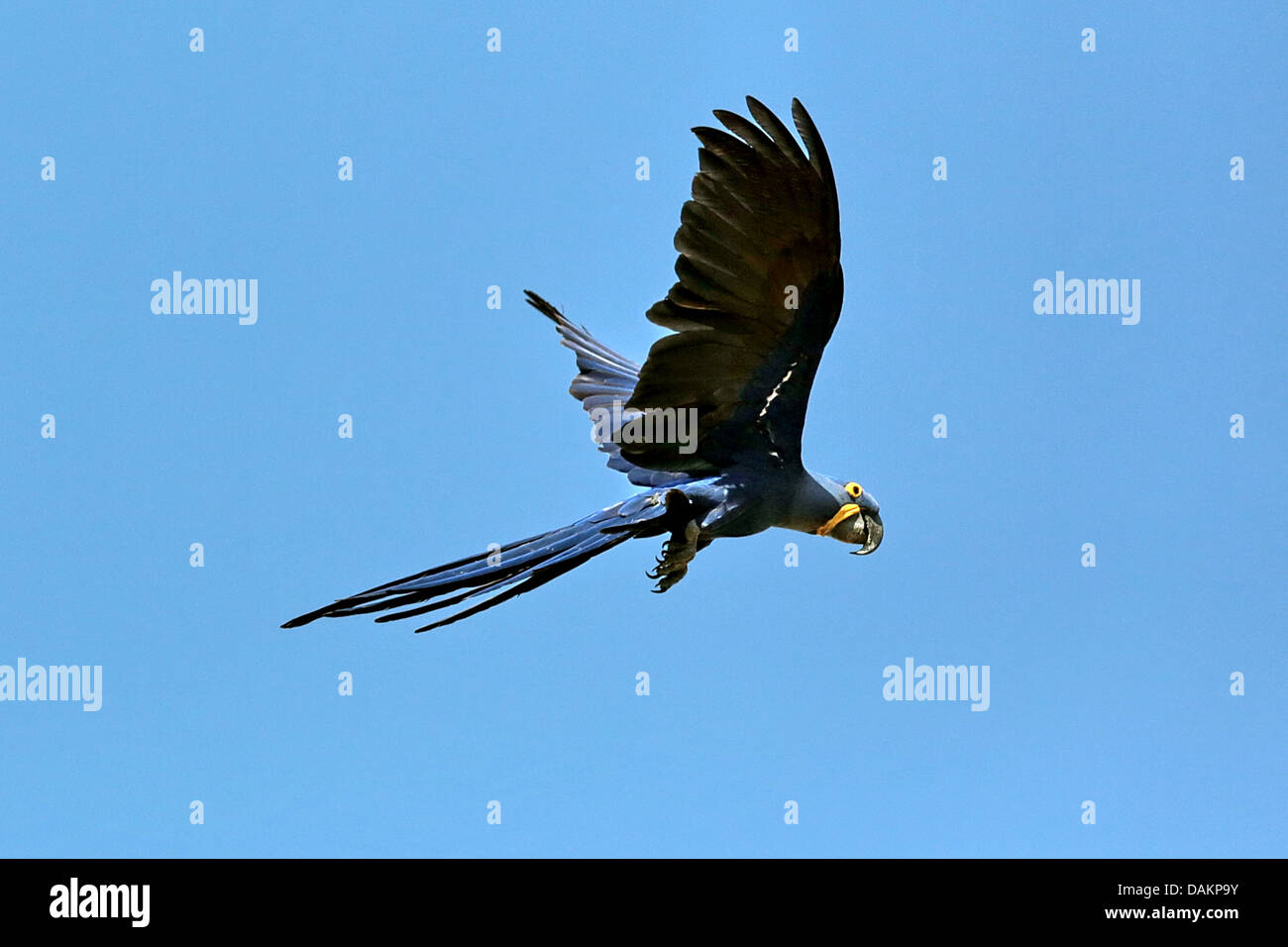 Hyazinth-Ara, sieht Ara (Anodorhynchus Hyacinthinus), im Flug, Brasilien, Mato Grosso do Sul Stockfoto