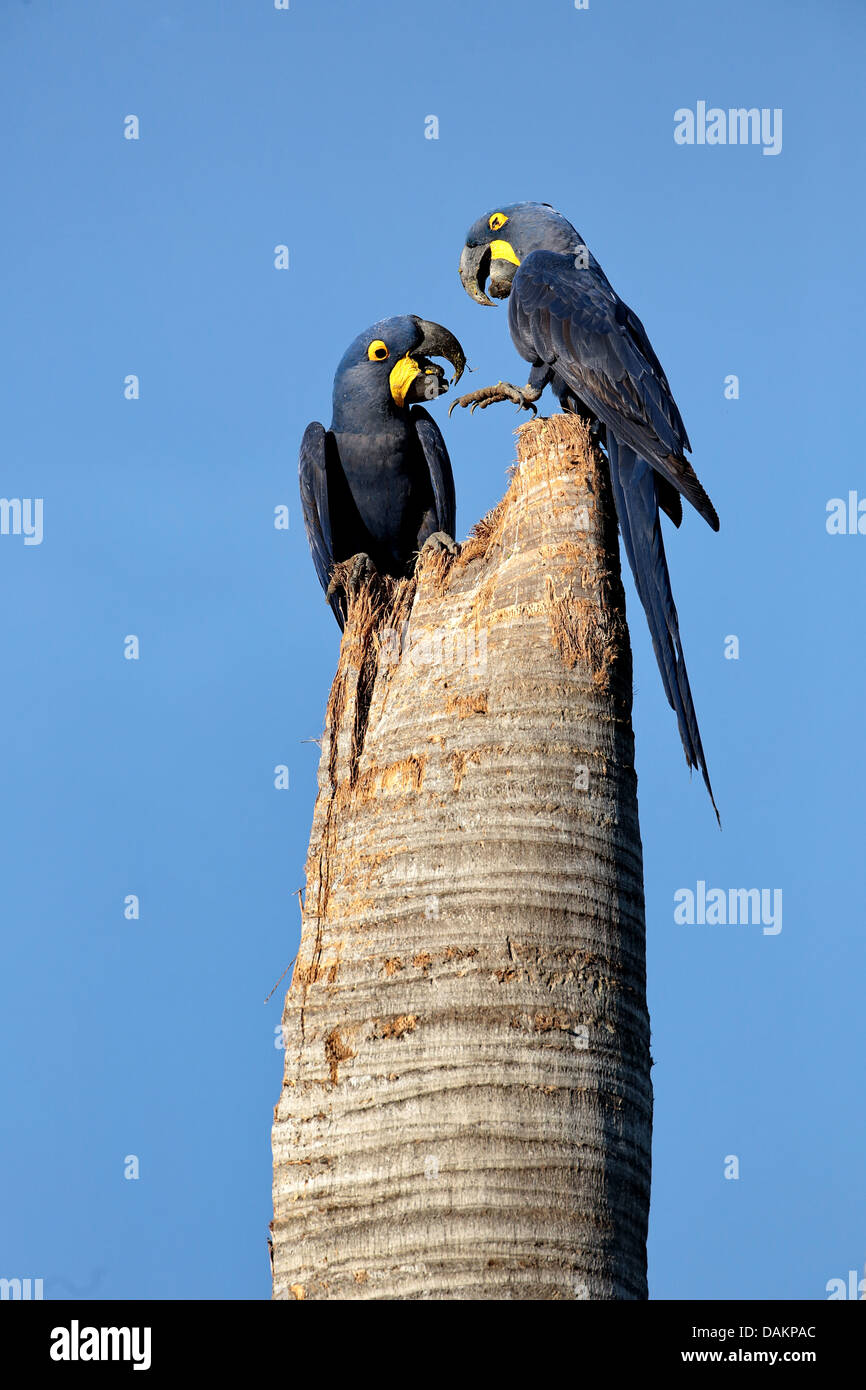 Hyazinth-Ara, sieht Ara (Anodorhynchus Hyacinthinus), zwei Vögel sitzen auf ein hohlen Baumstamm bezeichneten ihre Verschachtelung Website, Brasilien, Mato Grosso Do Sul Stockfoto