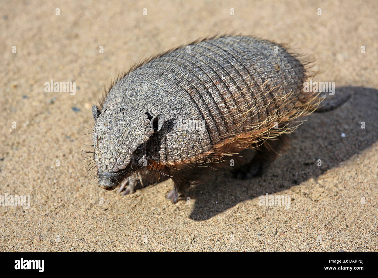 sechs-banded Armadillo, Langnasen-Gürteltier (Euphractus Sexcinctus), Nahaufnahme, Argentinien Stockfoto