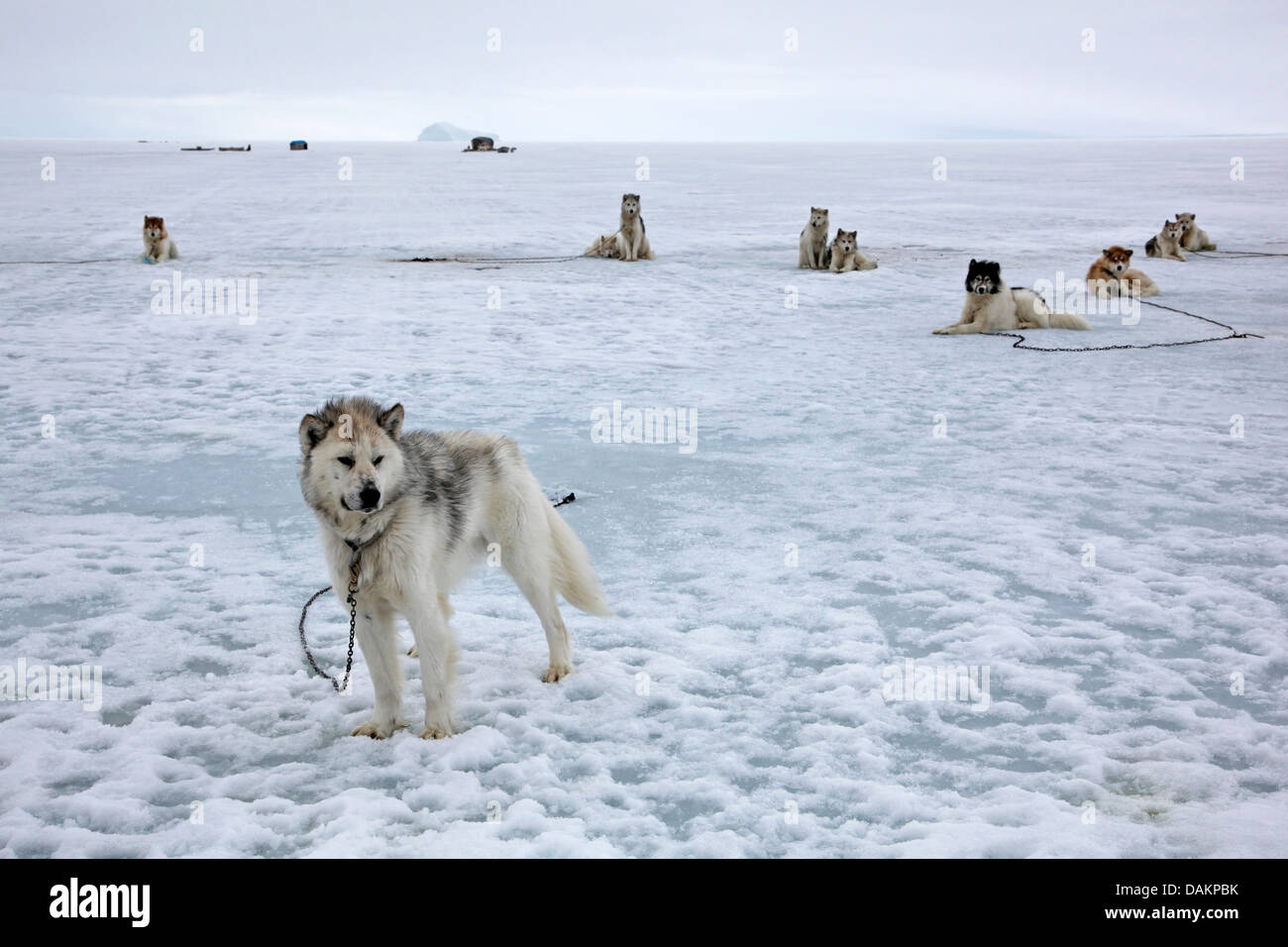 Alaskan Malamute (Canis Lupus F. Familiaris), Schlitten Hunde ruhen auf dem Eis, Nunavut, Kanada, Pond Inlet Stockfoto
