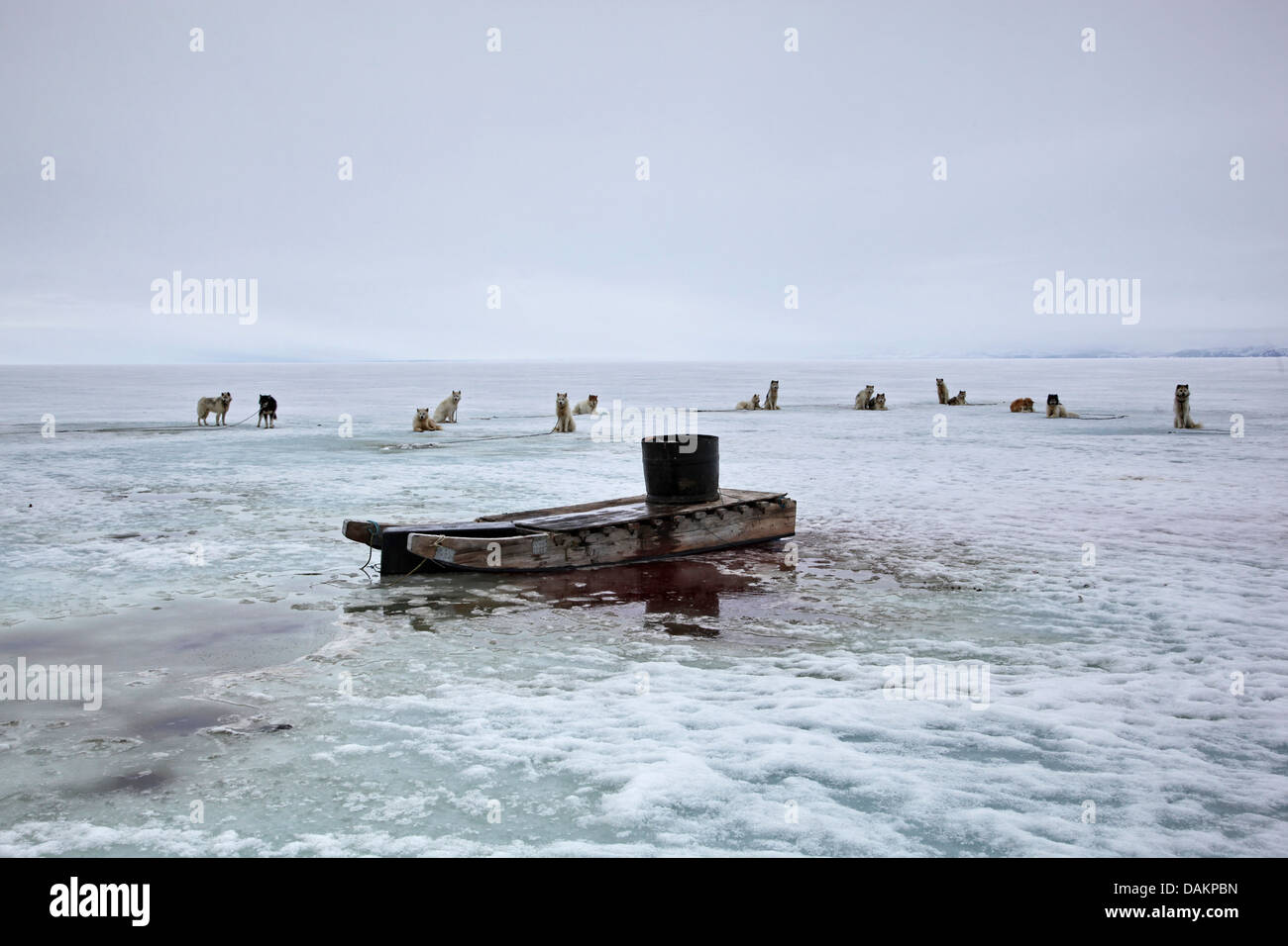 Alaskan Malamute (Canis Lupus F. Familiaris), Schlitten Hunde ruhen auf dem Eis, Nunavut, Kanada, Pond Inlet Stockfoto