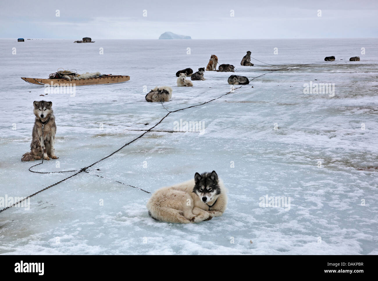 Alaskan Malamute (Canis Lupus F. Familiaris), Schlitten Hunde ruhen auf dem Eis, Nunavut, Kanada, Pond Inlet Stockfoto