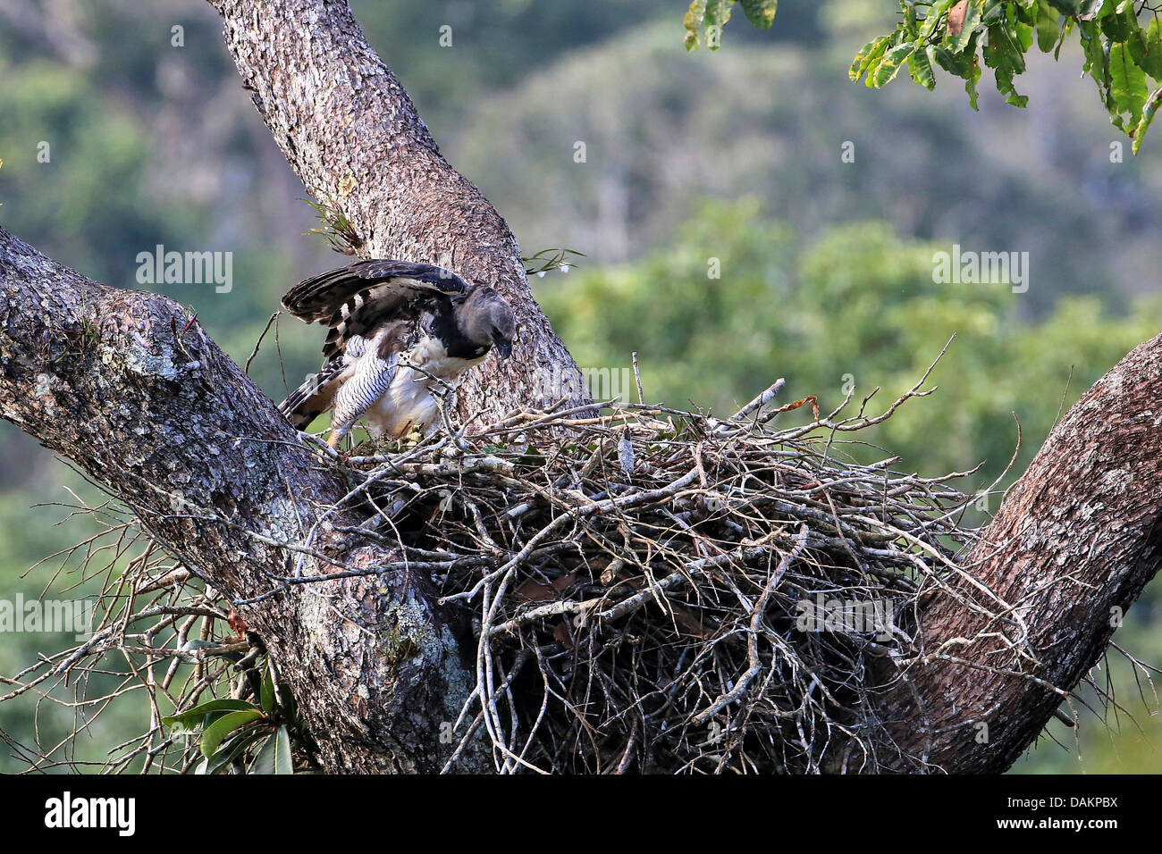 Harpyie (Harpia Harpyja), weibliche am Adlerhorst, größten Adler der Welt, Brasilien