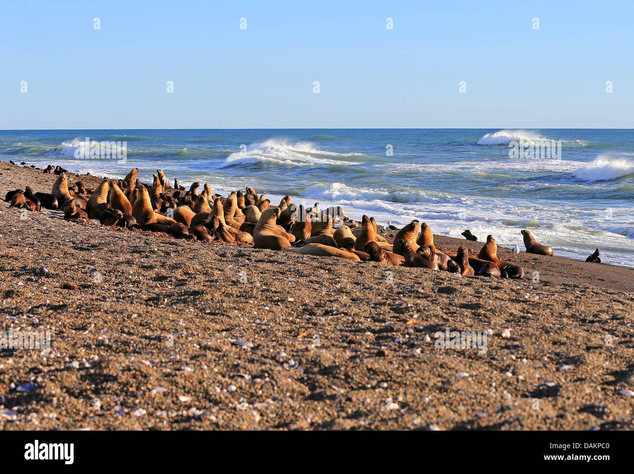 Südliche Seelöwen, südamerikanischen Seelöwen, patagonische Seelöwe (Otaria Flavescens, Otaria Byronia), Kolonie am Angriff Canal, Argentinien, Patagonien, Valdes Stockfoto