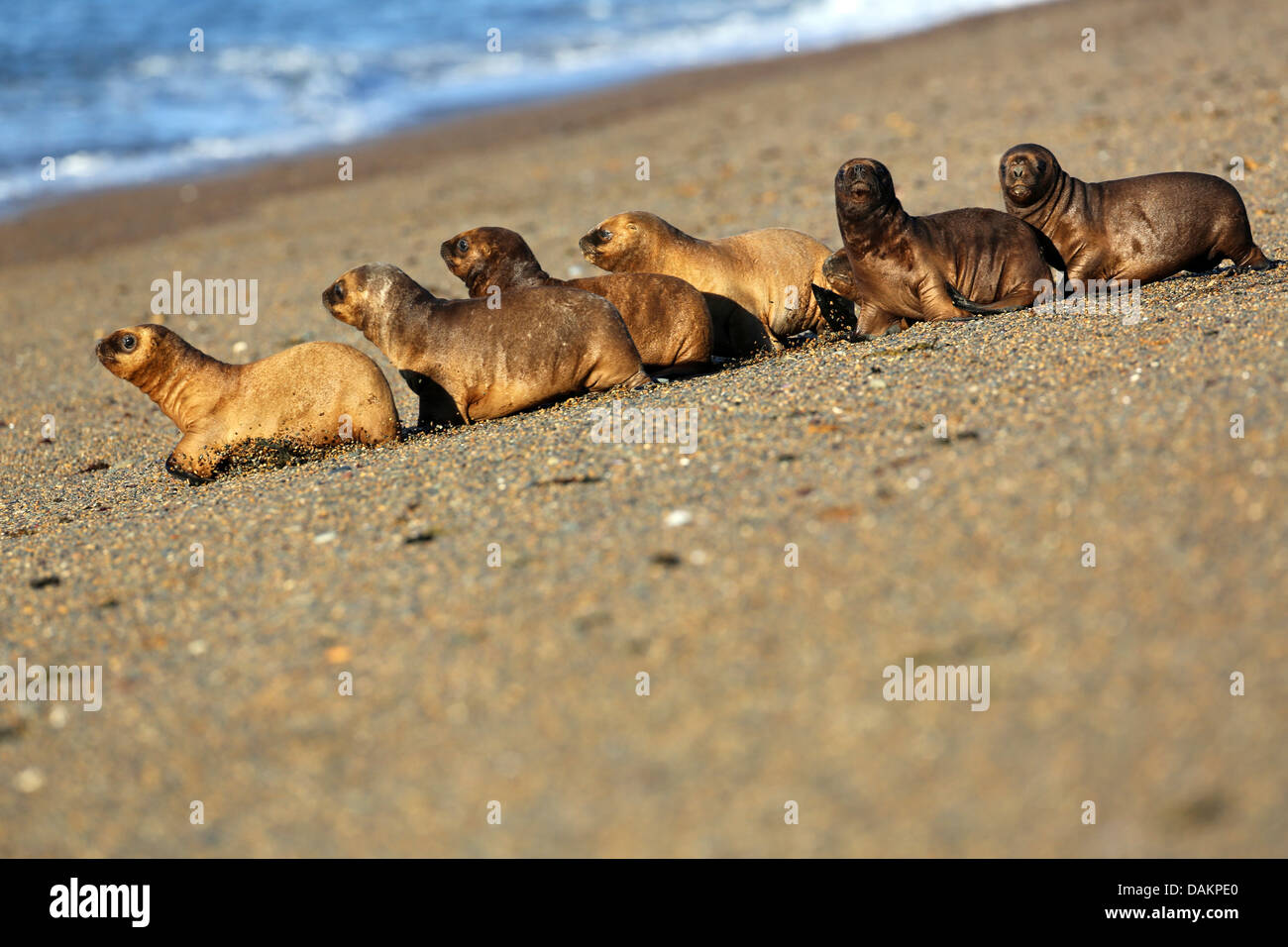 Südliche Seelöwen, südamerikanischen Seelöwen, patagonische Seelöwe (Otaria Flavescens, Otaria Byronia), Welpen, kriechen auf dem Sandstrand, Argentinien, Patagonien, Valdes Stockfoto