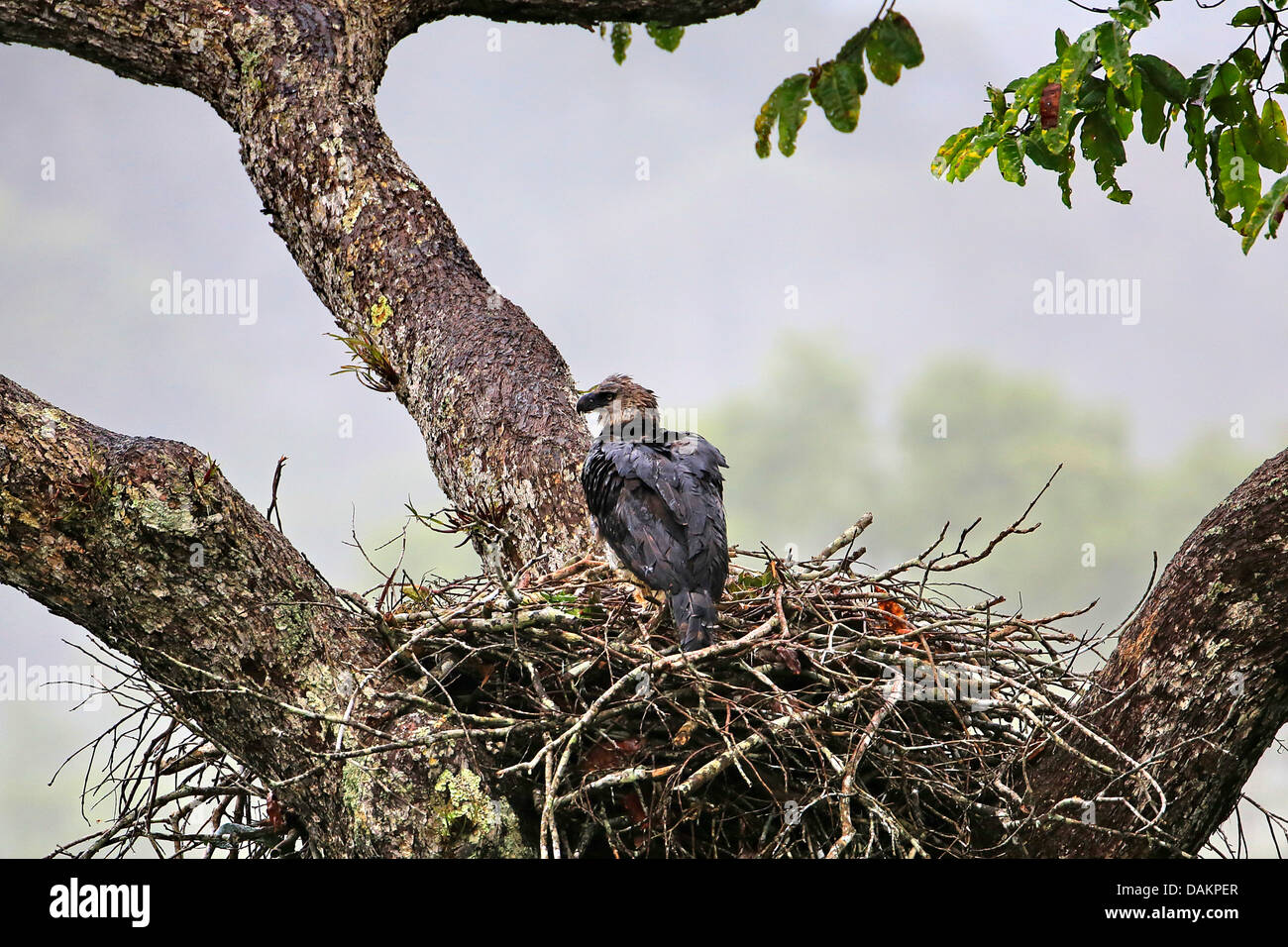 Harpyie (Harpia Harpyja), weibliche am Adlerhorst, nass vom Regen, größten Adler der Welt