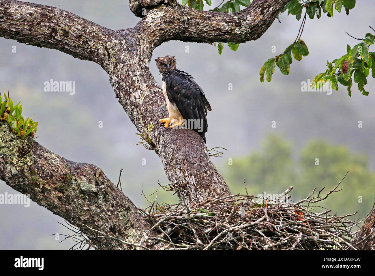 Harpyie (Harpia Harpyja), nass vom Regen weiblich am Adlerhorst, größten Adler der Welt