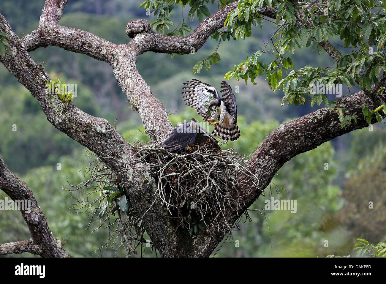 Harpyie (Harpia Harpyja), männliche bringen auf grünen Blättern, Adlerhorst, größten Adler der Welt, Brasilien Stockfoto