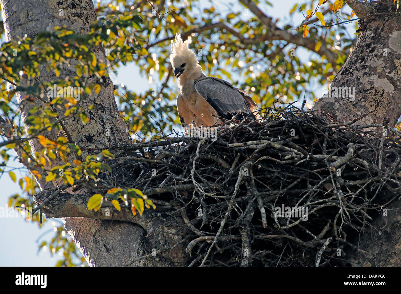 Harpyie (Harpia Harpyja), unreif in Kundschafter, größten Adler der Welt, Brasilien, Serra Das