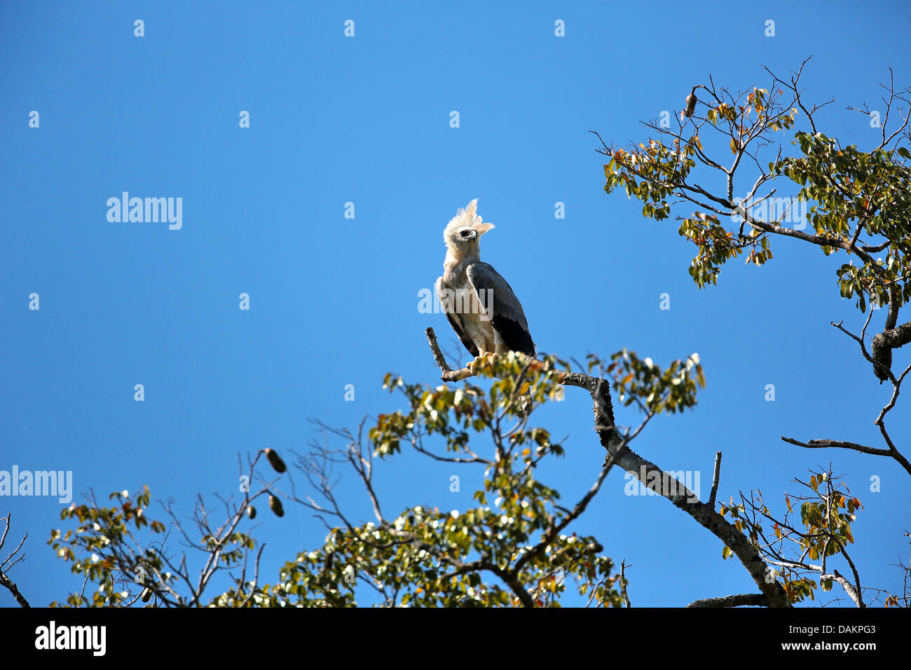 Harpyie (Harpia Harpyja), unreif, sitzt auf einem Ast, größten Adler der Welt, Brasilien, Serra