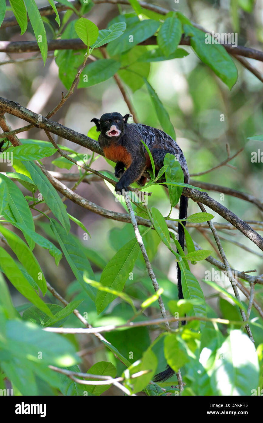 Rot-chested schnauzbärtigen Tamarin (Saguinus Labiatus), sitzt auf einem Ast, Brasilien, Hektar Stockfoto