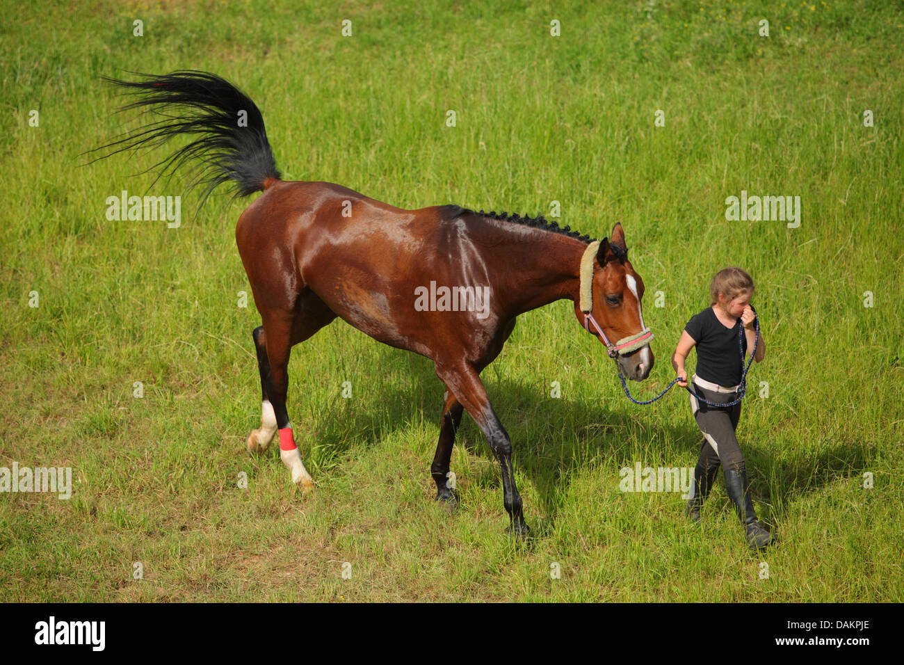 Teen zu Fuß ihr schönes Pferd Stockfoto